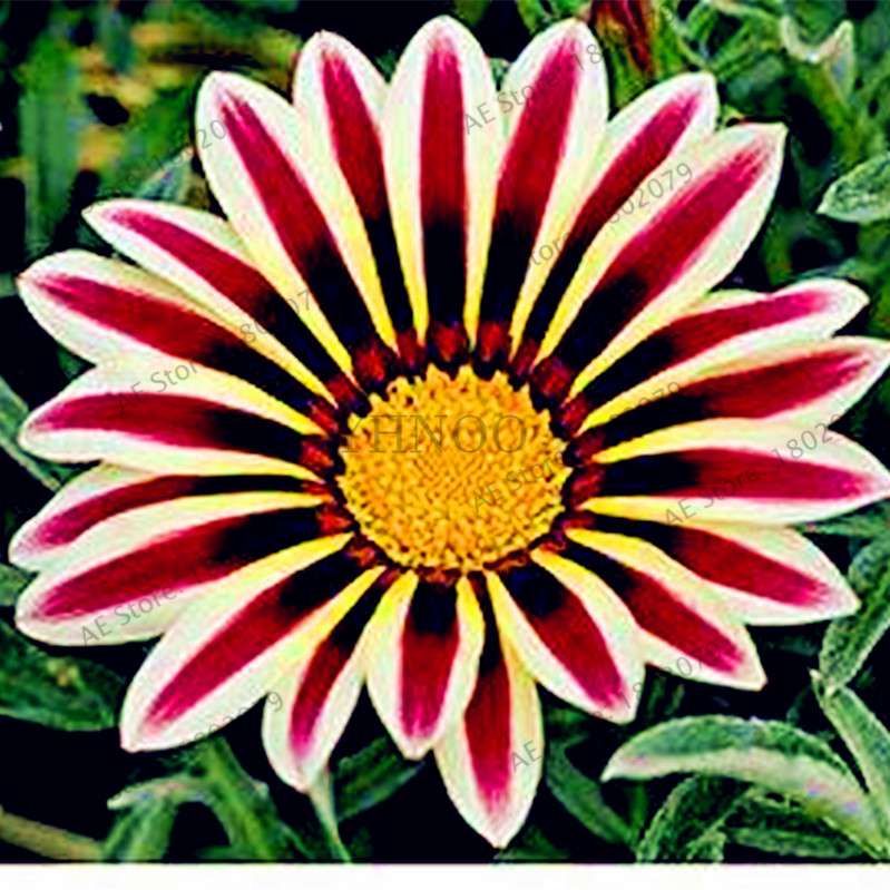 Mixed Color Gazania Rigens Seeds - Vibrant Flower Seeds for Home & Garden, Indoor/Outdoor Planting