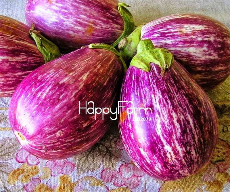 Colorful Eggplant Seeds for Planting - Easy-Grow, Natural Green Vegetable Seeds for Home Garden