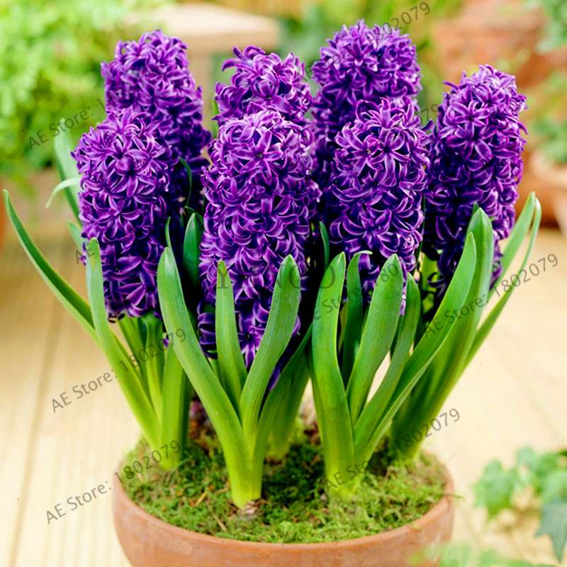 Hyacinth Seeds for Planting - Fragrant Potted Bonsai Flowers, Home Garden Blooming Bulbs