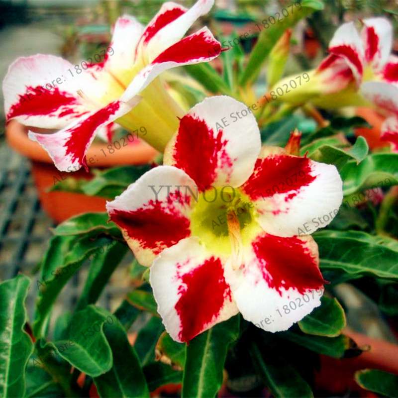 Mixed Color Desert Rose Seeds - Easy to Grow Bonsai Flower for Home Garden Planting