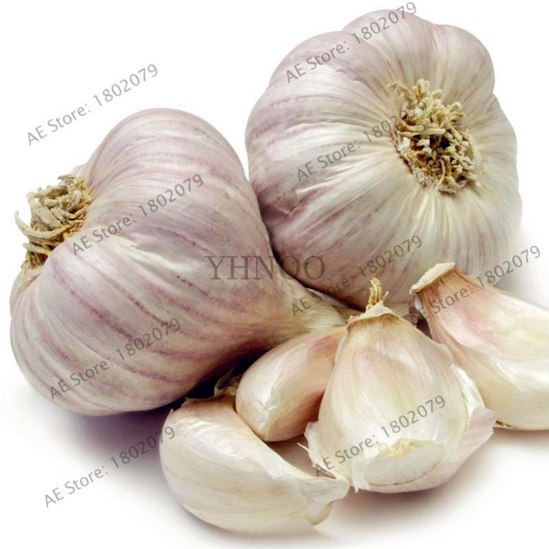 Organic Garlic Seeds - Healthy, Natural & Delicious Home Garden Planting