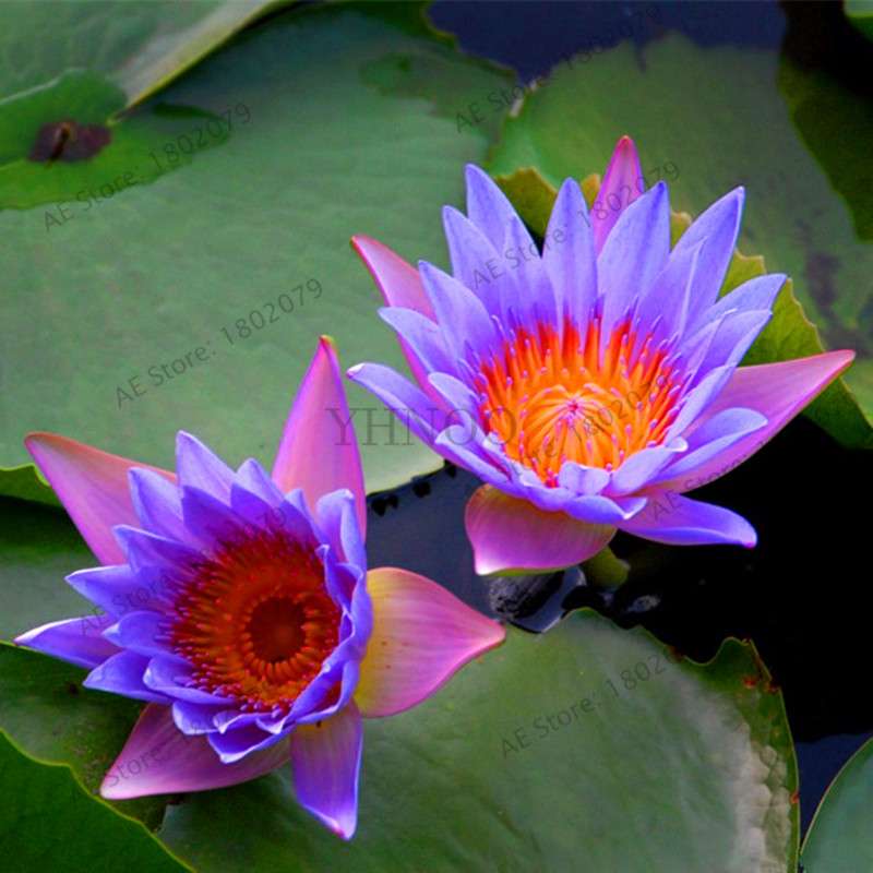 Lotus Flower Seeds - Aquatic Water Lily Plants for Home Garden Planting