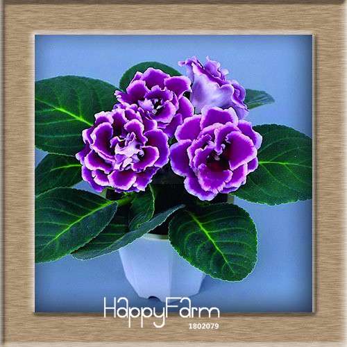 Vibrant 9-Color Gloxinia Seeds - Perennial Sinningia Speciosa, Bonsai & Balcony Flowers - USA-Grown