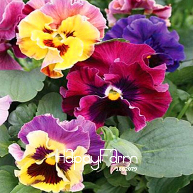 Vibrant Pansy Seeds - Colorful Wavy Viola Tricolor for Bonsai, Pots & Garden | DIY Home Gardening