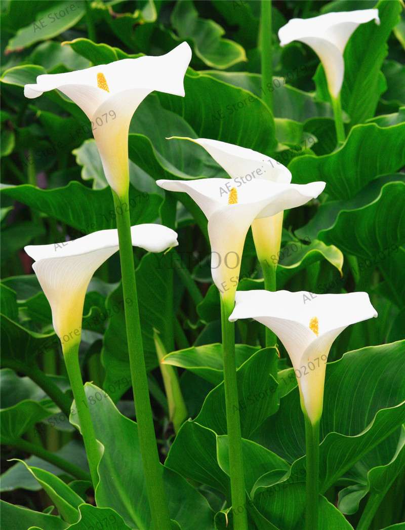 Rare Mixed Color Calla Lily Seeds - Beautiful Bonsai Flowers for Home Garden & Backyard Planting
