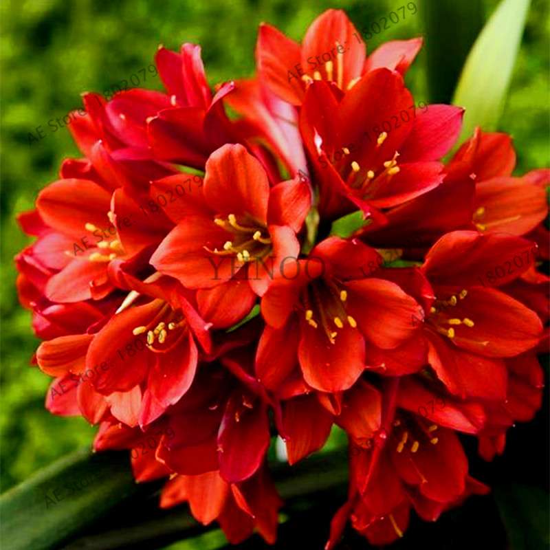 Chinese Clivia Seeds - Exotic Bonsai Flower for Home & Garden | Fast-Growing, Beautiful Blooms