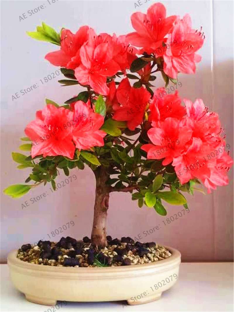 Rare Azalea Bonsai Seeds - DIY Home Garden Plants, Sakura-Like Blooms - Grow Japanese Cherry Flowers