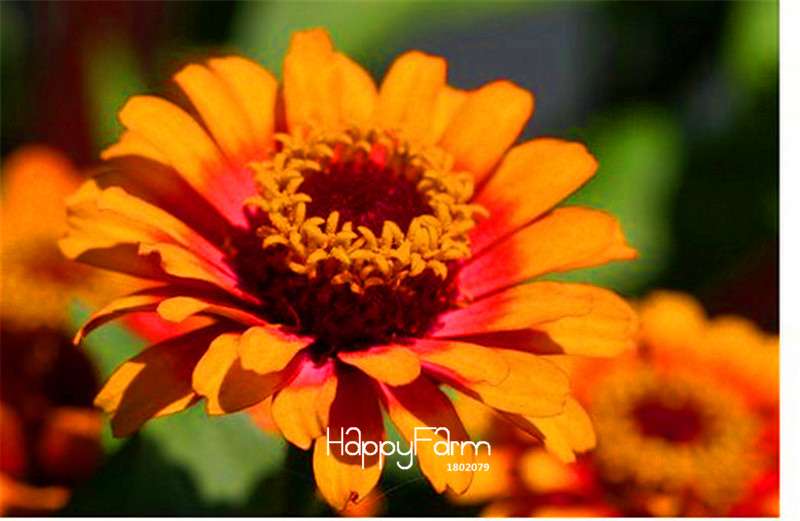 Premium Zinnia Seeds Mix - 24 Varieties, - Rare Colorful Flowers for Indoor & Outdoor Gardens