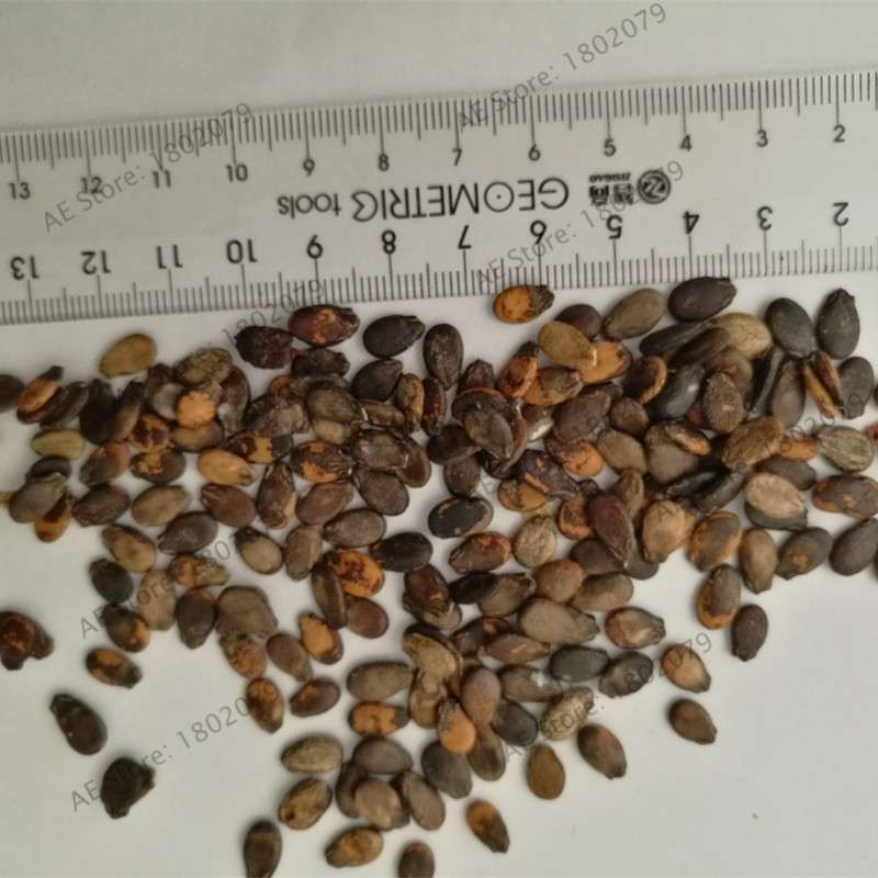 Fresh Watermelon Seeds for Planting - Sweet, Juicy & Easy to Grow - Bonsai or Garden
