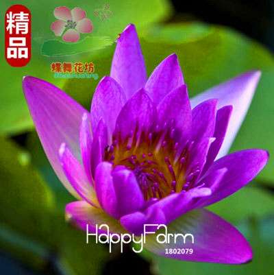 Affordable Water Lily Seeds for Bonsai & Balcony - Easy-Grow Potted Flowers