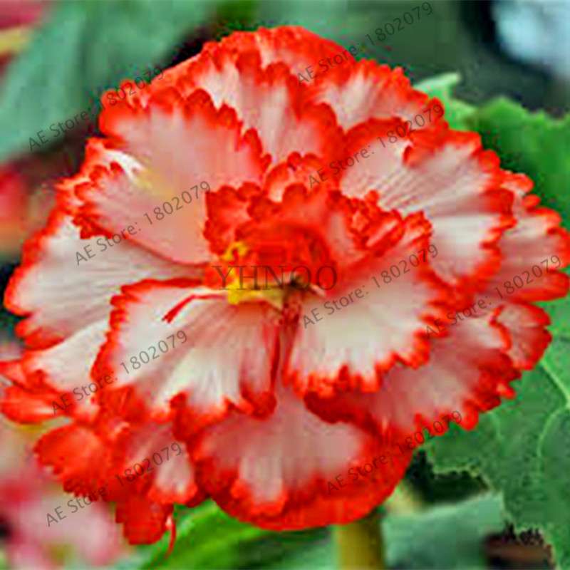 Begonia Seeds - Easy to Grow Bonsai Balcony Flowers, Potted Eustoma & Malus Spectabilis for Home Garden