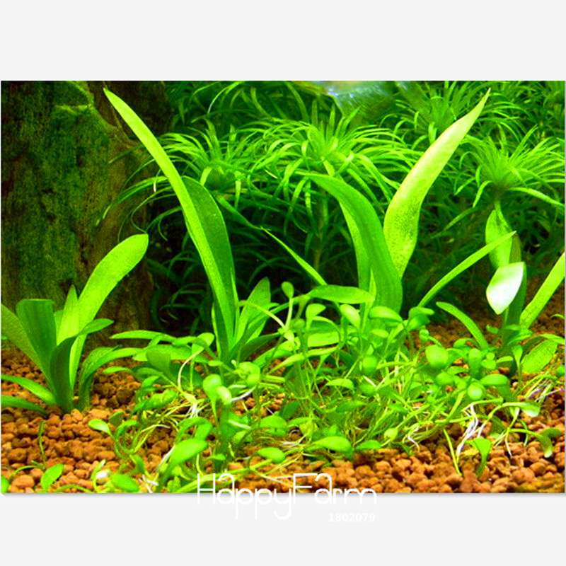 Aquarium Grass Seeds Mix - 15 Types Water Aquatic Plants for Hydroponics & Fish Tanks