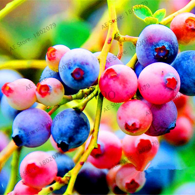 Blueberry Seeds for Planting - Grow Bonsai Fruit Potted Plants at Home & Garden, Easy to Grow