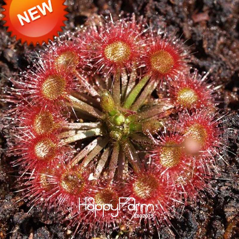 Fine Silver Hair Sundew Seeds - Exotic Bonsai Plant for Home Garden, DIY Fresh Cordyceps, Unique Novelty Gift