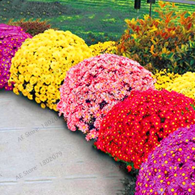 Perennial Daisy Seeds - Hardy Ground Cover Chrysanthemum for Home Garden & Bonsai Planting