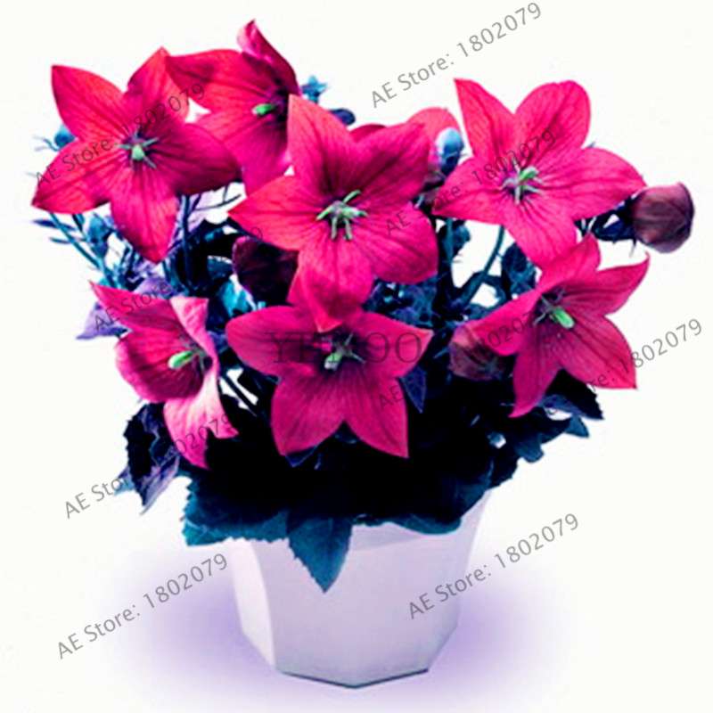 Rare Campanulaceae Flower Seeds - Easy to Grow Indoor/Outdoor Potted Plants for Home & Garden