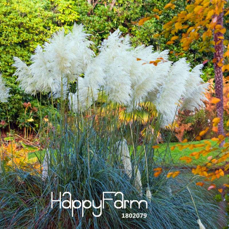 Pampas Grass Seeds - Cortaderia Selloana for Patio, Garden & Pots, Ornamental Flowering Plant