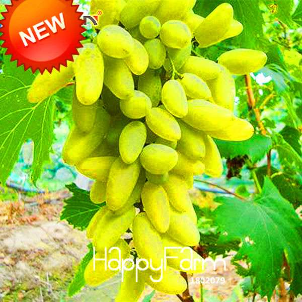 Rare Green Finger Grape Seeds - Sweet Natural Fruit, Home Gardening, Non-GMO