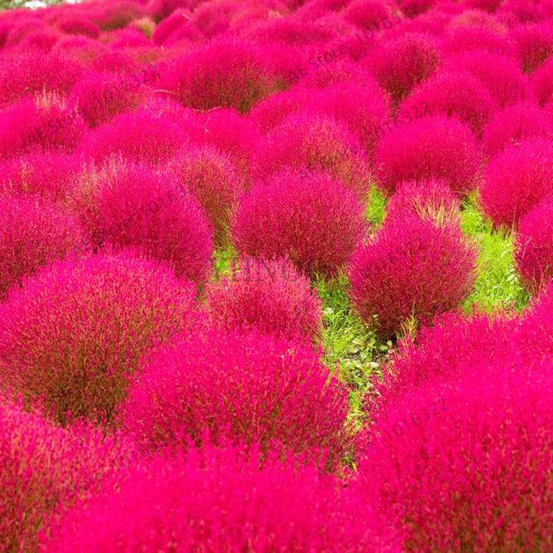 100 Pcs Red Broomsedge Seed
