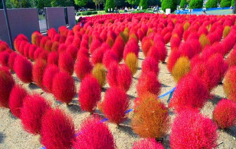 Burning Bush Grass Seeds - Fast Growing, Hardy Kochia Scoparia | Summer Cypress, Easy to Grow Garden Seeds