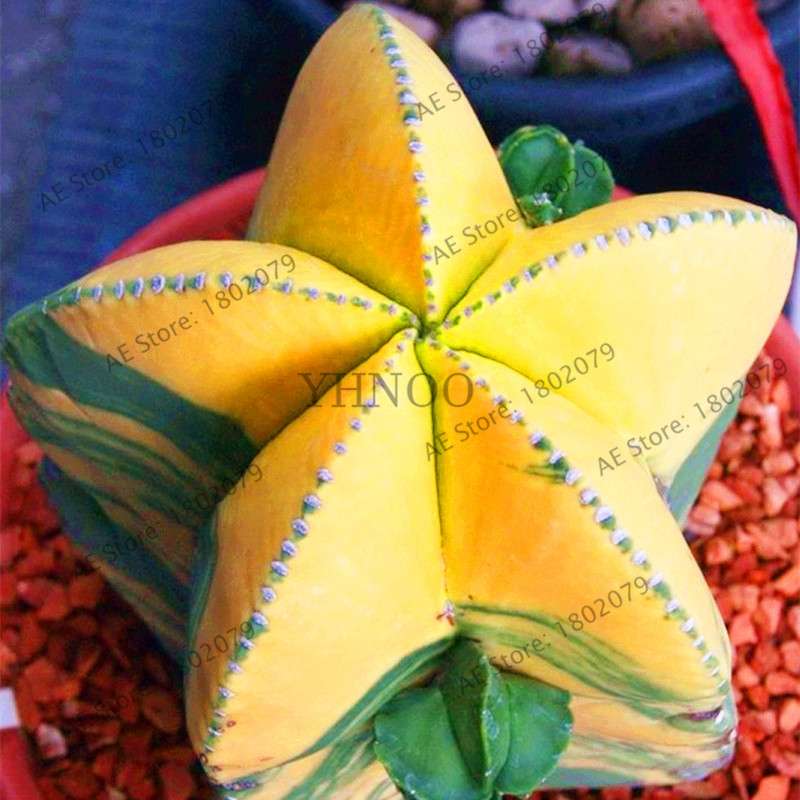 Basketball Cactus Seeds (Euphorbia obesa) - Unique Succulent Plant for Garden, Bonsai & Home Decor