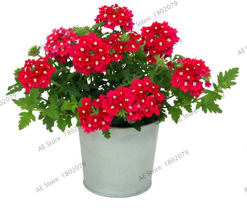 Verbena Seeds for Planting - Easy to Grow Potted Flowers, Bonsai Garden Seeds for Home & Outdoors