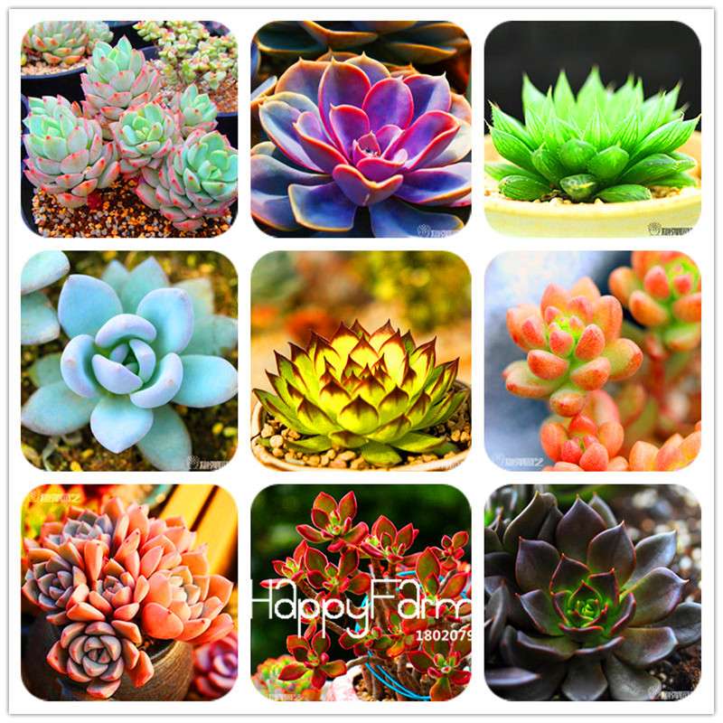 99 Varieties Lithops Seeds - Succulent & Bonsai Plants for Office, Home Garden - Easy to Grow