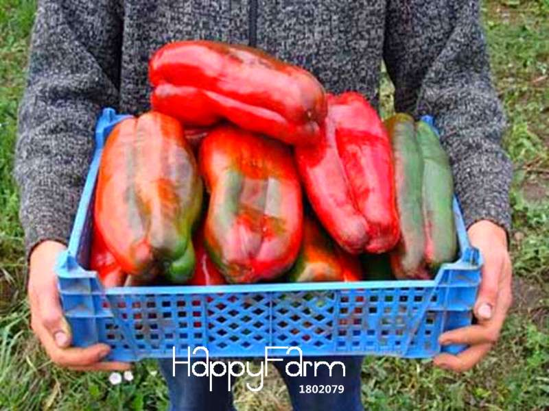 Organic Russian Giant Sweet Pepper Seeds - Heirloom Krasnyy Velikan Chili, Non-GMO, Free Shipping