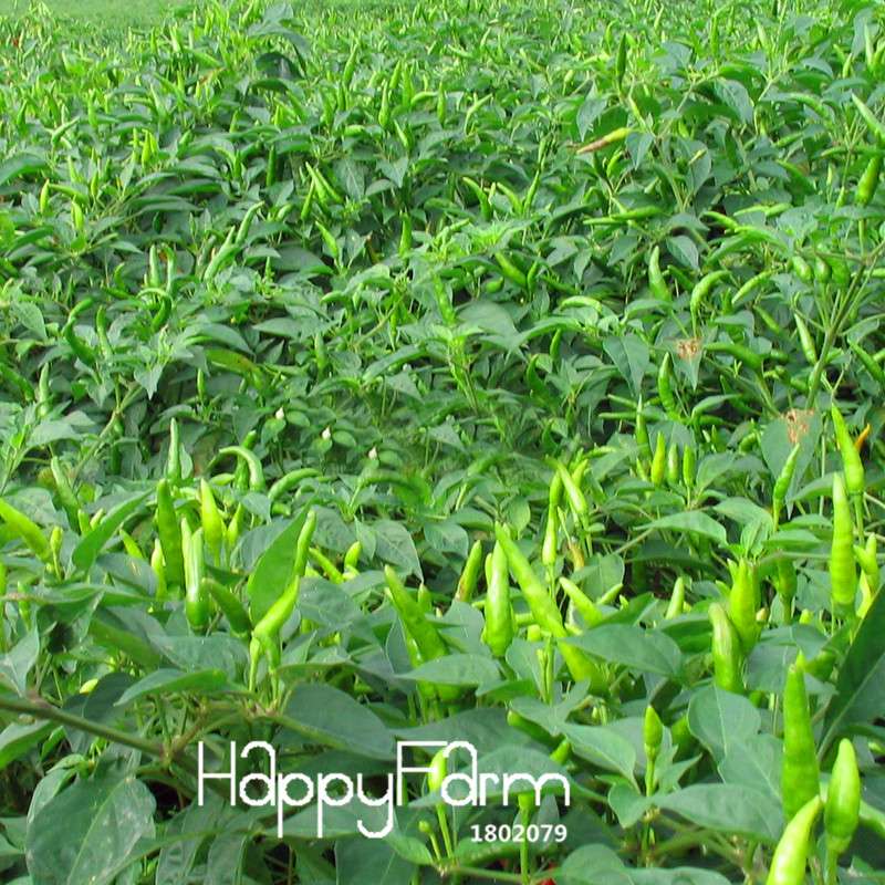 Organic Red Pepper Seeds - Non-GMO, for Home Garden & Courtyard Planting