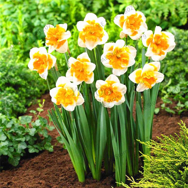 Double Petal Daffodil Bonsai Seeds - Aquatic Plant Seeds for Home Garden Planting