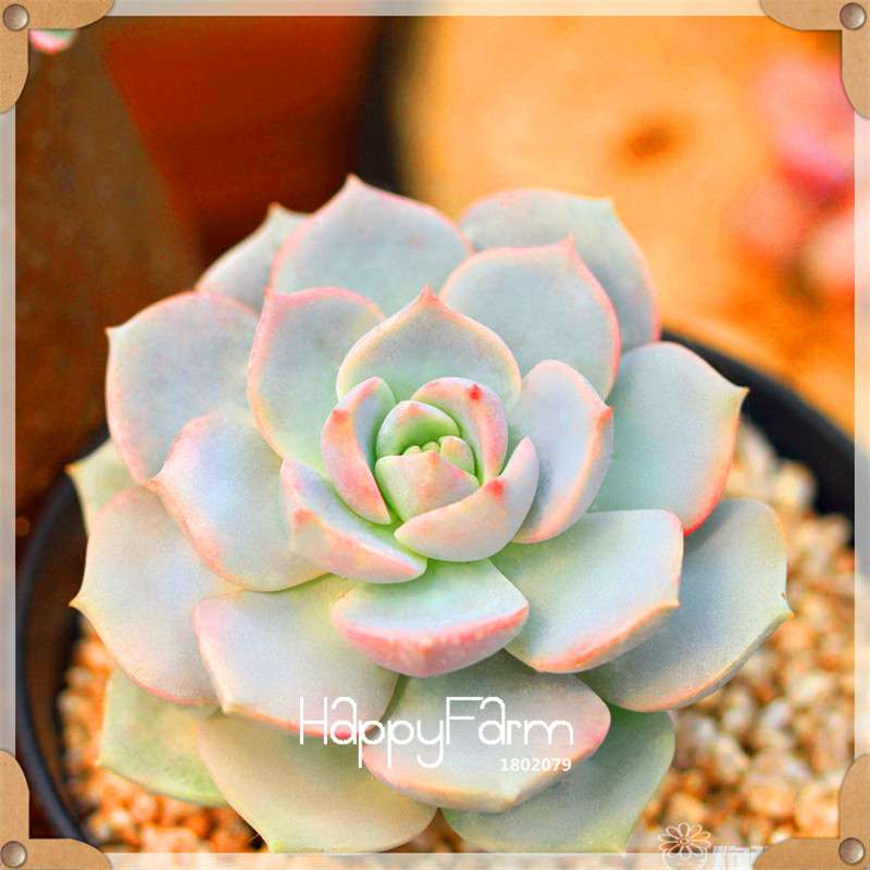 99 Varieties Lithops Seeds - Succulent & Bonsai Plants for Office, Home Garden - Easy to Grow