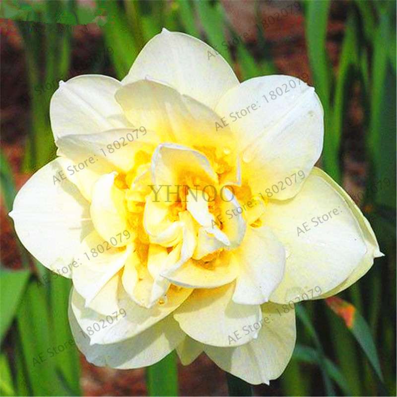 Double Petal Daffodil Bonsai Seeds - Aquatic Plant Seeds for Home Garden Planting