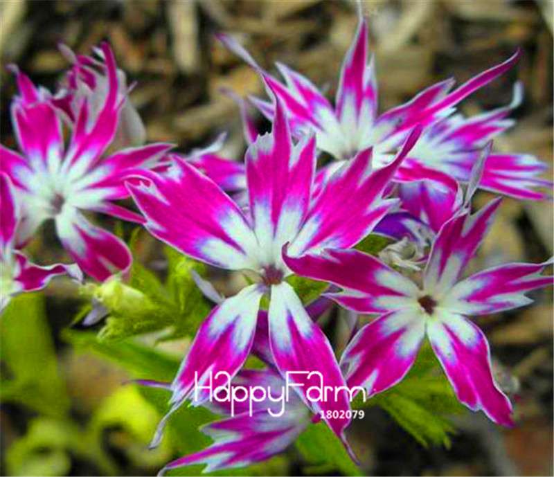 Phlox Drummondii Seeds - Twinkle Star Flower for Home & Garden | Fast-Growing, Vibrant Blooms