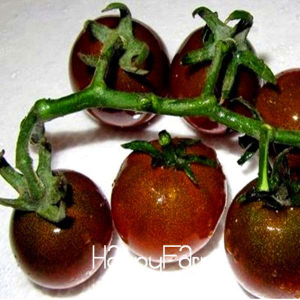Black Cherry Tomato Seeds - Rare Russian Heirloom, Tasty & Easy to Grow