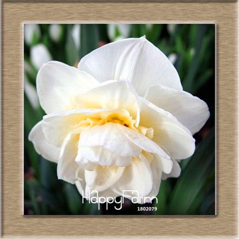 Narcissus Tazetta Seeds - Beautiful Daffodil Balcony Plants, Air-Purifying & Easy to Grow