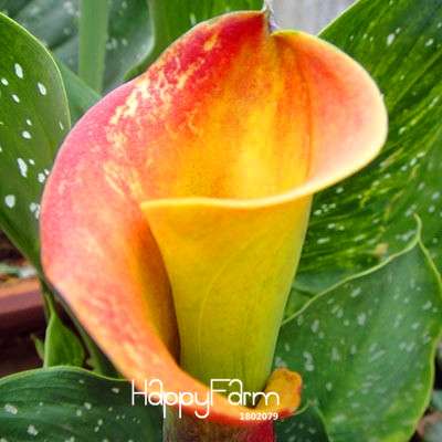 18 Color Rare Calla Lily Seeds - High Germination Rate, Fast US Shipping