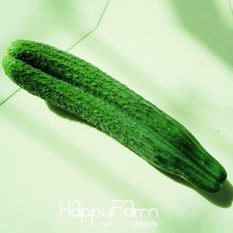 Jade Cucumber Seeds - Fresh, Crispy Cucumis for Garden, Balcony & Bonsai | Non-GMO, Easy Grow