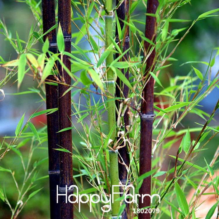 Rare Black Bamboo Seeds for Bonsai - DIY Home Garden Planting, Unique House Decor