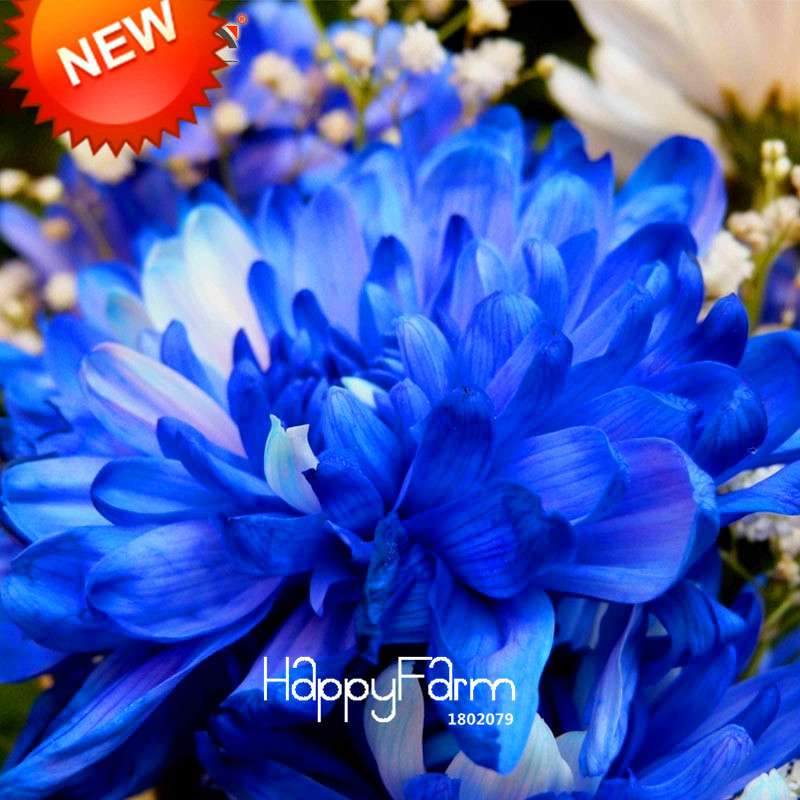 Rare Blue & White Chrysanthemum Seeds - Potted Flower for Home Garden Planting