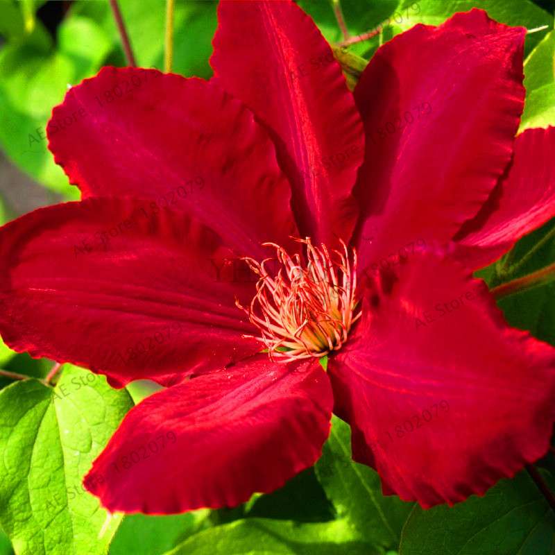 Mixed Clematis Seeds - Easy to Grow Beautiful Bonsai Flowers for Home Garden (Limited Time Offer)