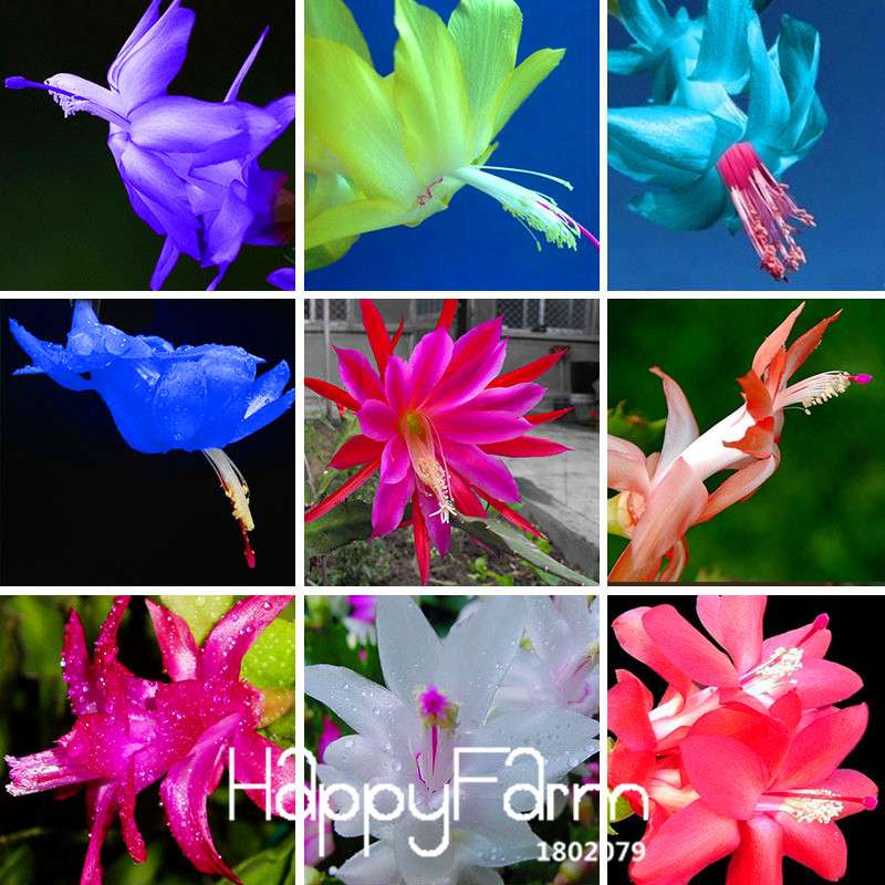 24 Color Rare Schlumbergera Bonsai Seeds - | Unique Truncatus Flower Seeds for Planting