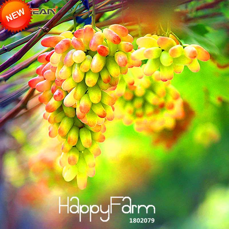 Sweet Kyoho Grape Seeds - Natural Beauty Fruit Seeds for Home Garden Planting