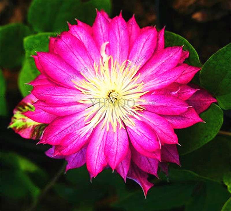 Mixed Clematis Seeds - Easy to Grow Beautiful Bonsai Flowers for Home Garden (Limited Time Offer)