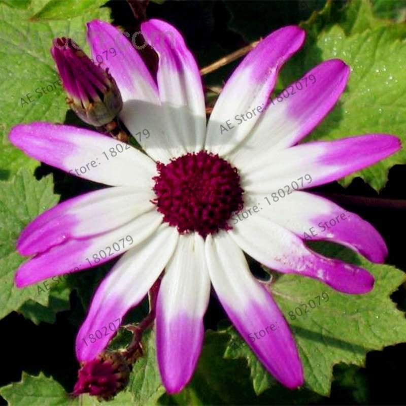 Cineraria Flower Seeds - 23 Colorful Bonsai Varieties for Home & Garden DIY Planting