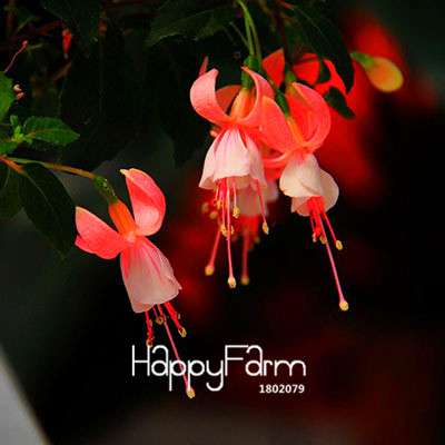 White Fuchsia Flower Seeds - Vibrant Hanging Potted Plants for Home & Garden | Fast-Growing