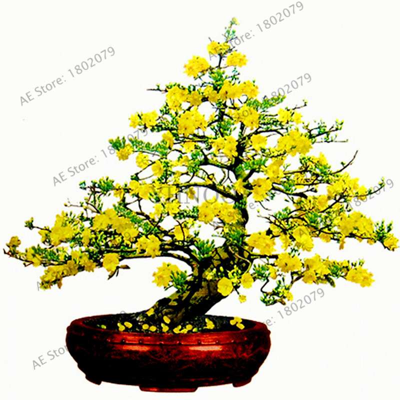 Fragrant Yellow Jasmine Seeds - Perennial Arabian Bonsai Plant for Home & Garden