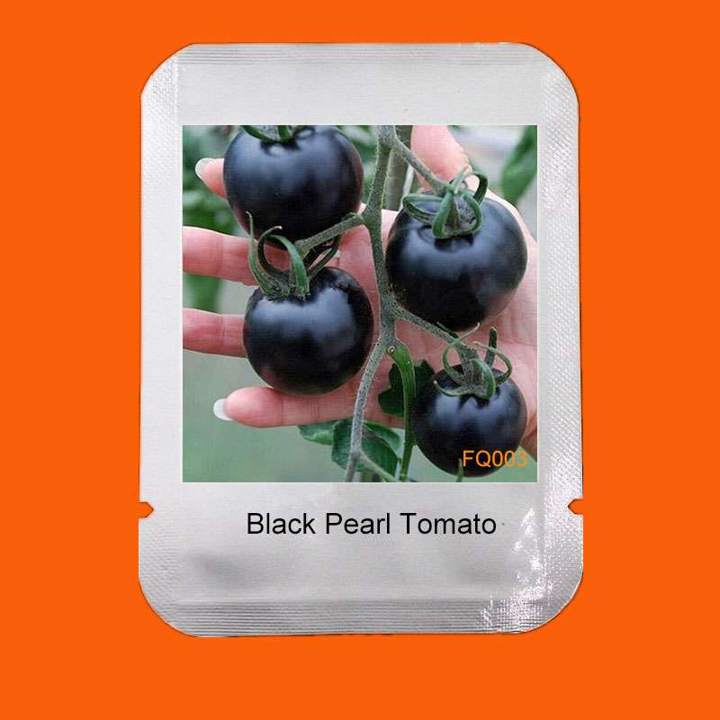 Black Pearl Tomato Seeds - Non-GMO, Heirloom, Balcony & Bonsai Potted Plant for Home Gardening - USA Shipping