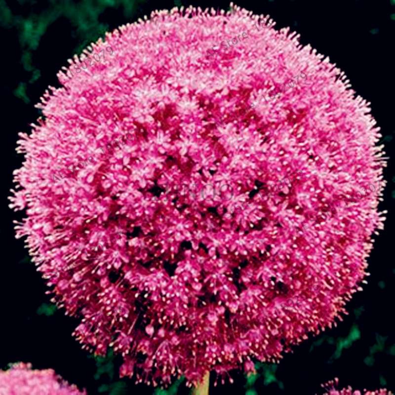 Purple Giant Allium Giganteum Seeds - Rare 95% Germination, Beautiful Garden Flowers for Kids & Planting