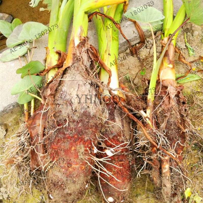 Taro Seeds - Nutrient-Rich, Easy to Grow for Delicious Home-Grown Vegetables