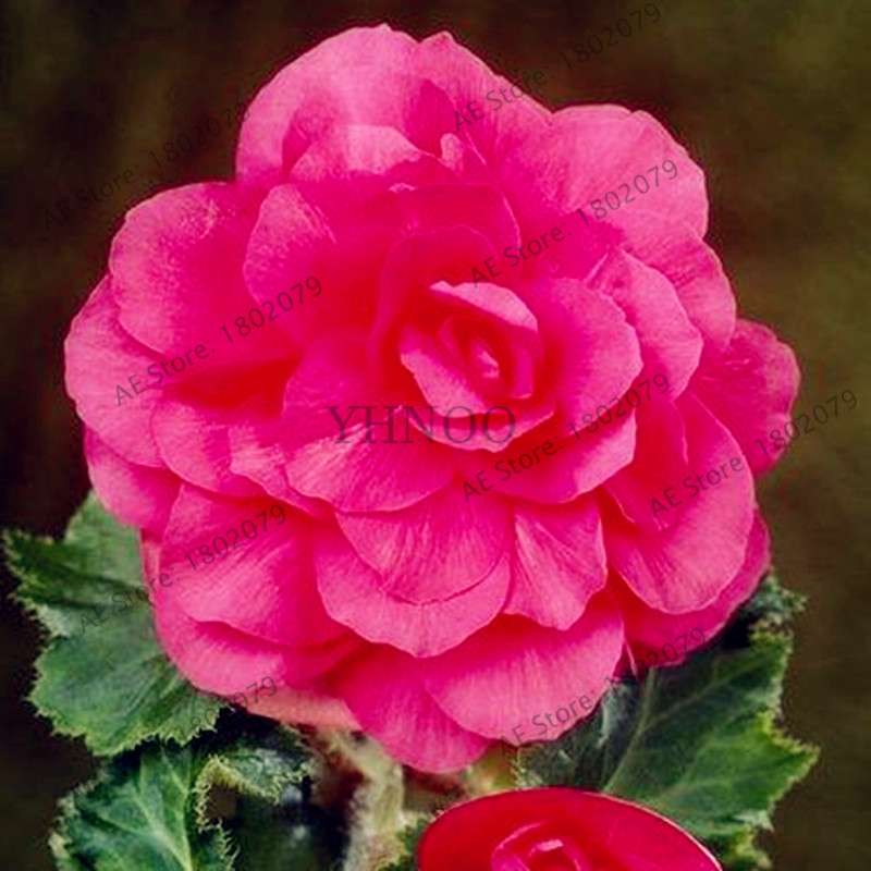 Begonia Seeds - Easy to Grow Bonsai Balcony Flowers, Potted Eustoma & Malus Spectabilis for Home Garden